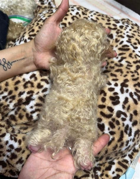 Made to Order - Blonde Maltipoo Puppy Doll Full Body Silicone - Made by