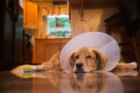 Post-Operative Dog Care: What You Need To Know - My Animals