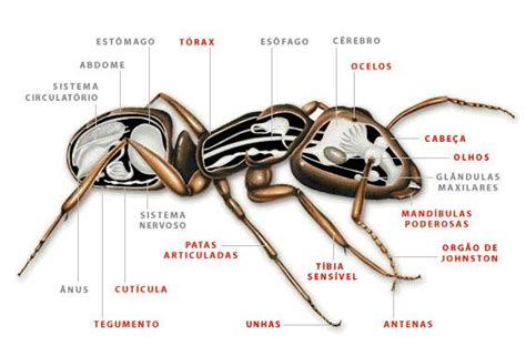 Esqueleto Dos Artropodes - Só Os Loucos Sapiens: Artrópodes
