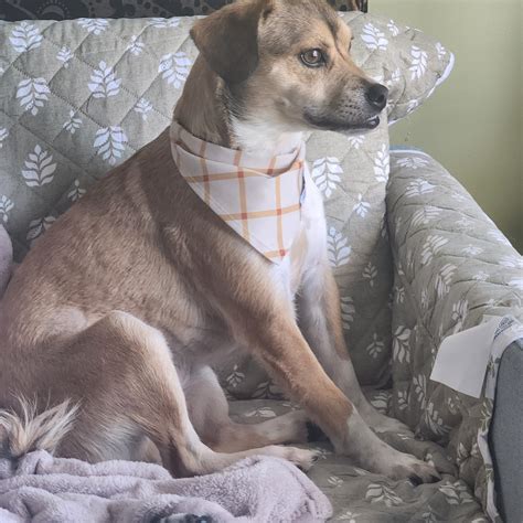 Search Gaston County NC Mugshots by Charge and Arrest Date 4