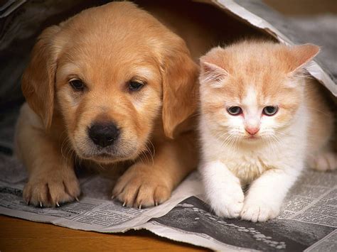 犬と猫の写真一緒に写真、 HDデスクトップの壁紙 | Wallpaperbetter