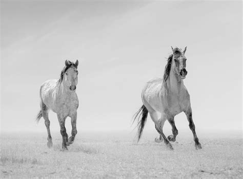 Shane Russeck - "Wonder Horses" 40x50 - Black and White Photography