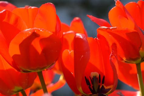 hinh anh thuc vat canh hoa tulip  chup macro thuc vat  hoa