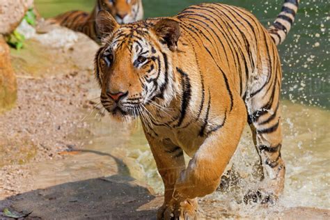 Indochinese tiger or Corbett's tiger (Panthera Tigris corbetti ...