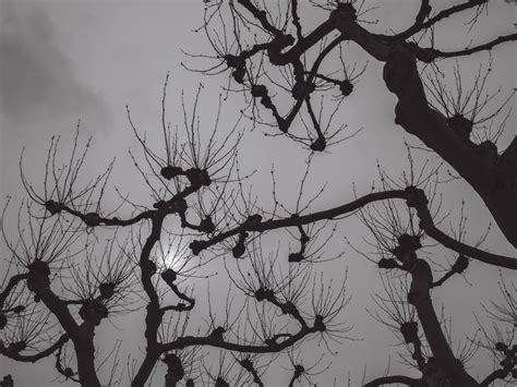 무료 이미지 : 나무, 분기, 겨울, 검정색과 흰색, 잎, 꽃, 검은, 단색화, 작은 가지, 스케치, 그림, 흑백 사진, 우디 ...