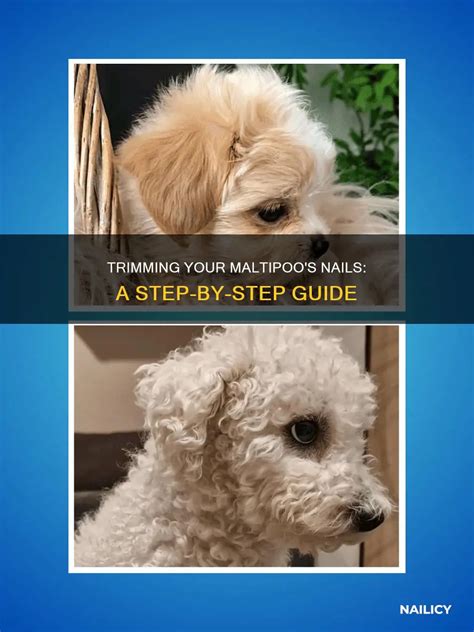 Trimming Your Maltipoo's Nails: A Step-By-Step Guide | Nailicy