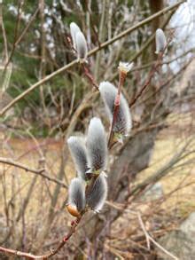 theophan  recluse  cottage   sea
