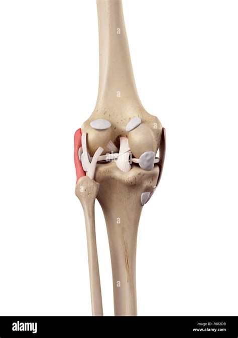 Fibular collateral ligament hi-res stock photography and images - Alamy