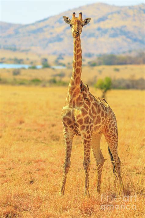 Giraffe african safari Photograph by Benny Marty - Pixels