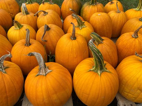 Tennessee Department of Agriculture | Nashville TN