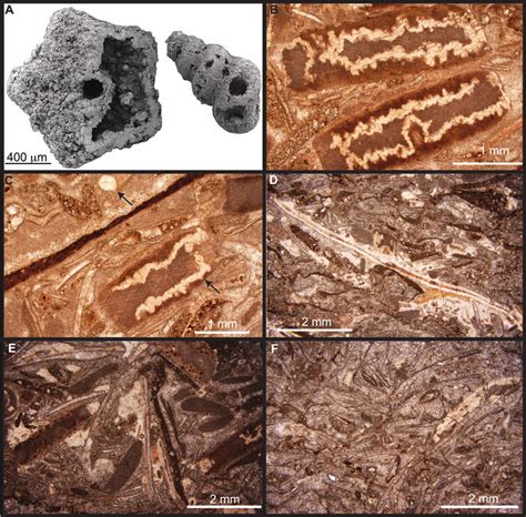 —SEM images and photomicrographs of silicified fossils. A) Crinoid