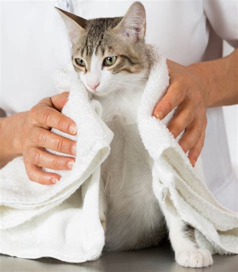 cat grooming bath  kendall cat nail trimming hachi