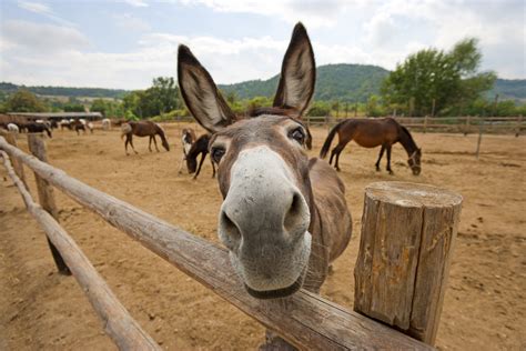 Donkey's Excited Reaction to Seeing Owner Charms Internet: 'I Want One