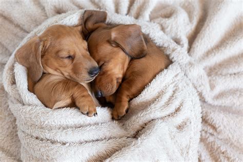 Download Funny Puppy Cuddling In Blanket Picture | Wallpapers.com