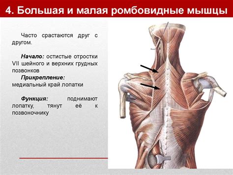 Мышцы шеи - презентация онлайн