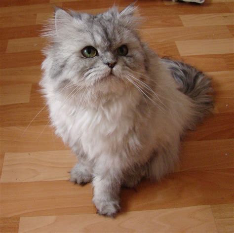 Silver Himalayan Cat