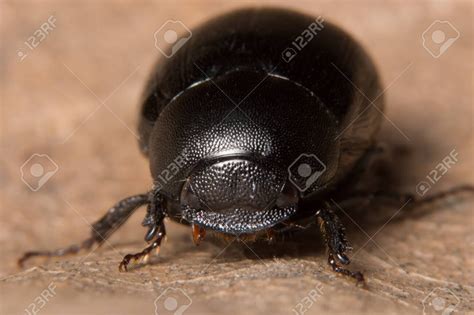 merriest  beetle   land  christmas beetle