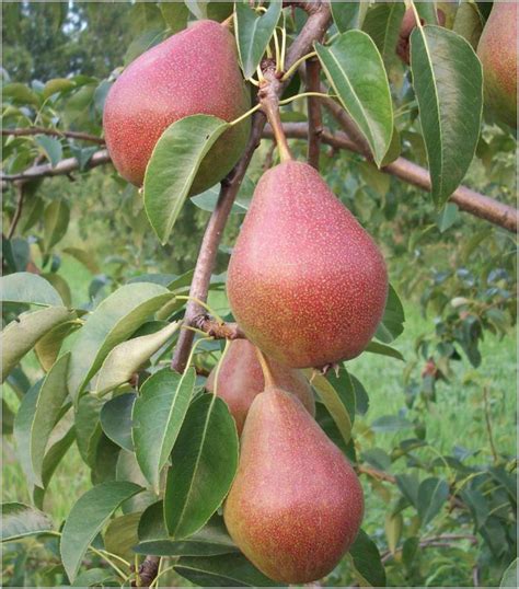 Груша Яковлевская Описание Сорта Фото – Telegraph