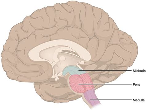 Brainstem - Wikipedia