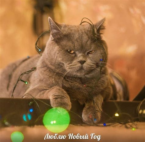 Новый Год :: личное :: котэ (прикольные картинки с кошками) / картинки ...