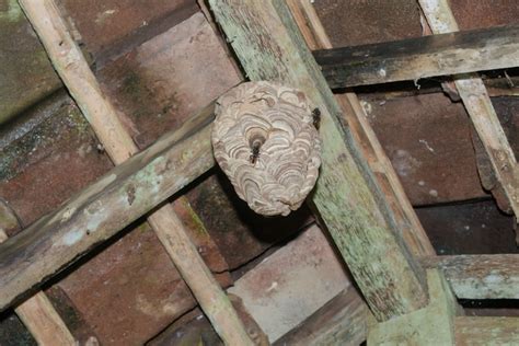 frelon asiatique comment reconnaitre  nid primaire  le detruire