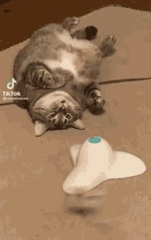 Lazy Cat Gif GIFs | Tenor