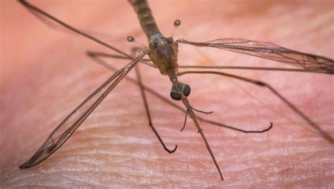 Mosquitoes, wasps and parasitic worms could help make injections less