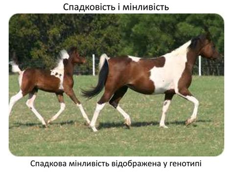 Біологічні основи запліднення та розвитку організму - презентация онлайн