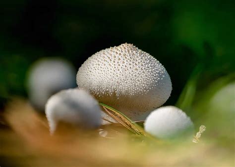 Mushroom Spores | Complete Guide to Nature's Tiny Architects