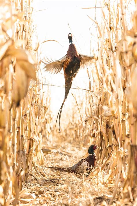 South Dakota Deer And Pheasant Hunts at David Daigle blog