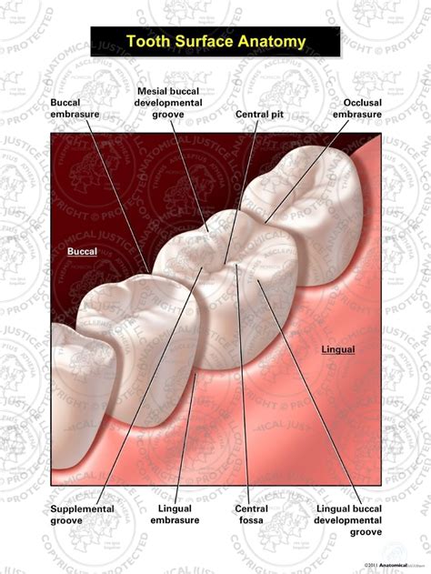 tooth surface anatomy stock medical illustration  trial graphics