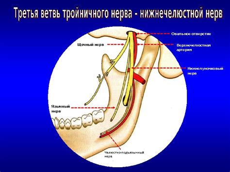 Глазничный нерв Верхнечелюстной нерв Нижнечелюстной нерв. Гассеров узел