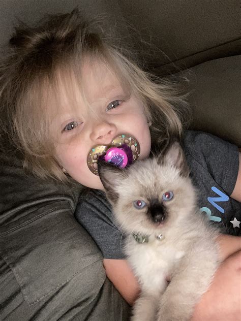 Mixed Siamese or Ragdoll? | TheCatSite
