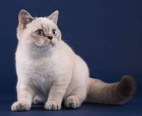 ALTERS - Modany - British Shorthair & Selkirk Rex Cattery