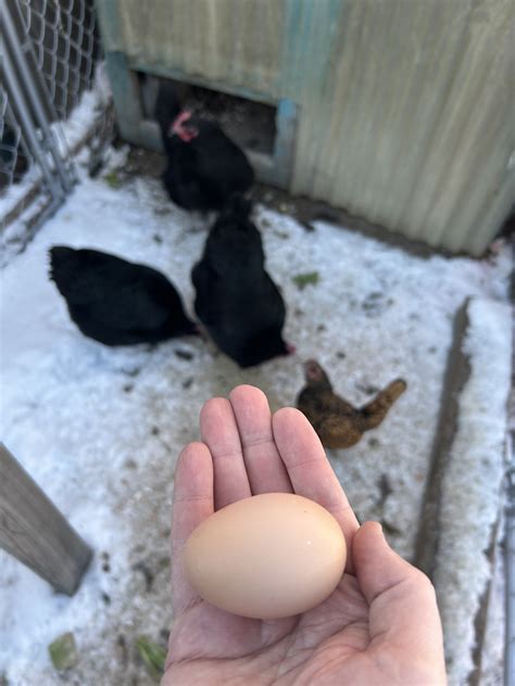 Breaking it Down: Chickens or Eggs? - Bucket List Community Cafe