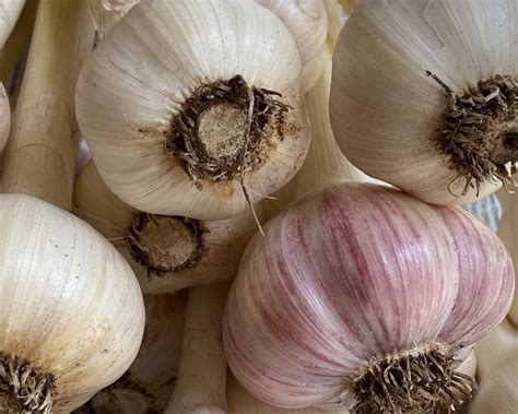 Create meme "garlic " - Pictures - Meme-arsenal.com