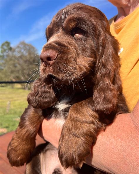 Valley View Cocker Spaniels | Our chunky Chocolate and Tan boy. . . . . . . #puppy #puppies #