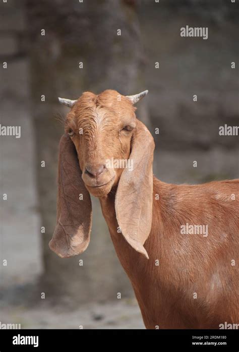 beetal life  res stock photography  images alamy