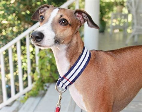 10 Fetching DIY Dog Collars - Brit + Co