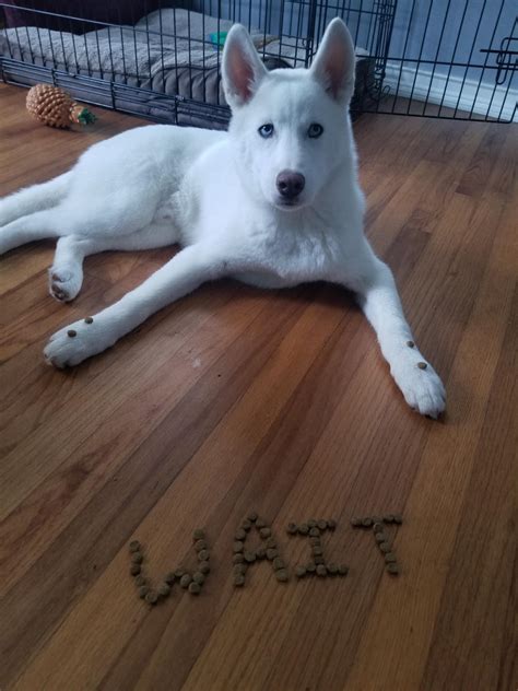 How Do I Teach My Puppy Self Control