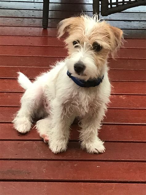 23 jack russell terrier mixes jrt mixed breeds – Artofit