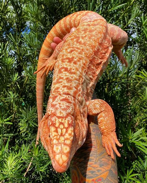 Tegu lizard – Artofit