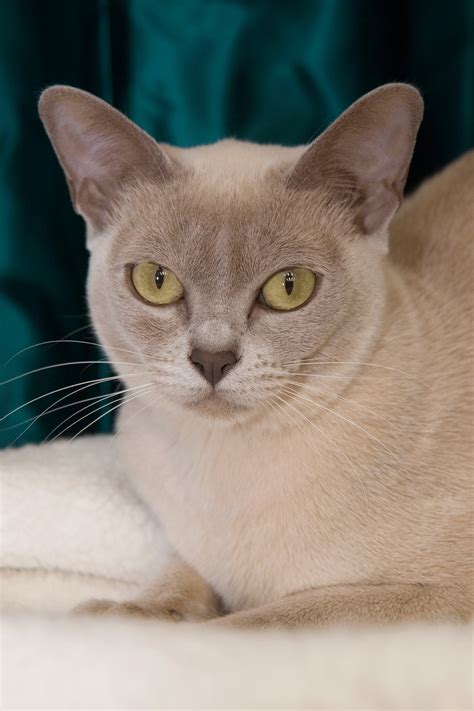 The Burmese Cat - Burmese Cat Club