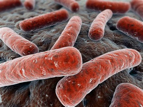 Mycobacterium types, transmission, symptoms, diagnosis & treatment