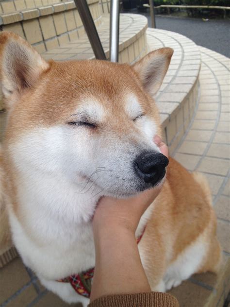 japanese dog  japan wings