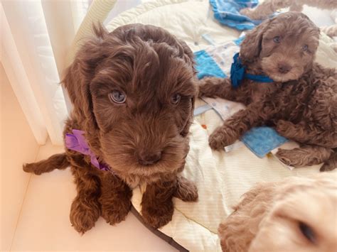 contact breeder  quality labradoodles puppies