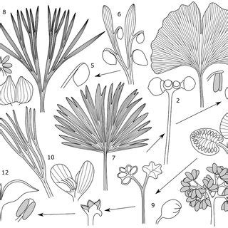 (PDF) Leaf Evolution and Classification 3. Gymnospermopsida