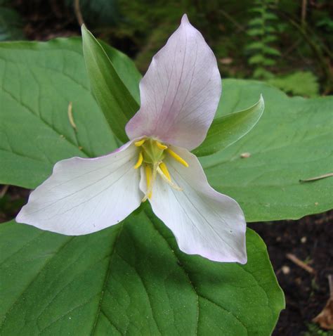 White Trillium