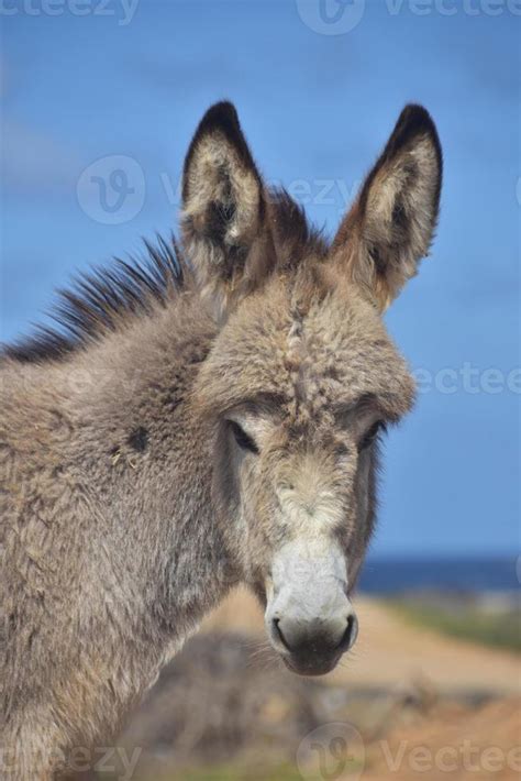 donkey face stock  images  backgrounds