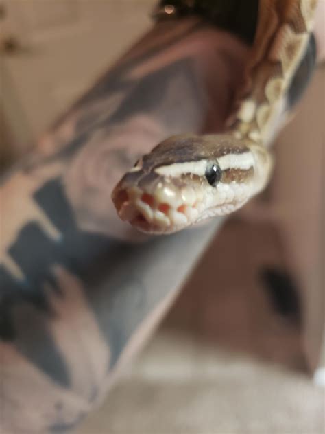 Lovely Luna!! : snakes